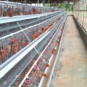 Peralatan pertanian unggas besar, 128 ayam 3 tingkat lapisan baterai 4 pintu sangkar Ayam otomatis