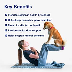 Masticables Multivitamínicos para Perros 22 en 1 OEM/ODM - Suplemento para Mascotas con Vitaminas A, E, <span class=keywords><strong>B12</strong></span> y Antioxidantes para la Salud Inmunológica, de la Piel y las Articulaciones - Product Image 4