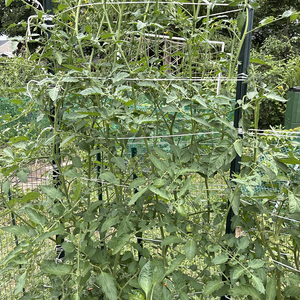 <span class=keywords><strong>Ficelle</strong></span> Offre Spéciale suspendue de <span class=keywords><strong>ficelle</strong></span> de tomate de haricot de banane de protection UV de pp pour l'agriculture - Product Image 6