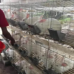 Popular in Philippines commercial rabbit cage farming