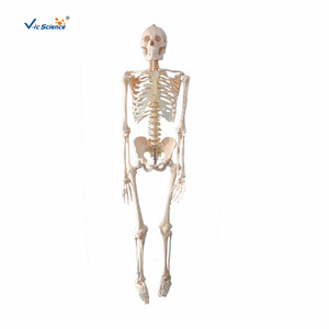 Modèle de squelette humain grandeur nature de 180 cm, détachable et lavable, pour l'enseignement de l'anatomie. - Product Image 5