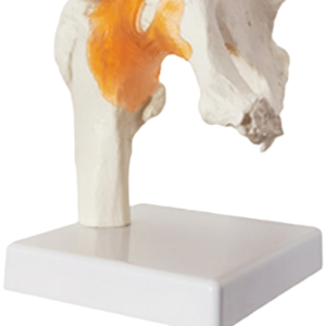 Ligamentos de articulación de cadera, modelo de esqueleto humano Life Sizehuman, ciencia médica 1:1, - Product Image 4