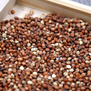 Riz de sorgho avec coques 500G pour oiseaux, lapins, chinchillas, petits animaux, collations écologiques pour animaux de compagnie - Product Image 2