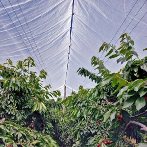 Bâche de protection pour vergers de raisins, <span class=keywords><strong>anti</strong></span>-<span class=keywords><strong>grêle</strong></span> et forte pluie, imperméable, pour vergers de kiwis et de cerises - Product Image 3