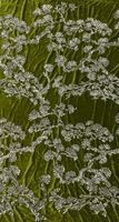 Fond de velours d'arbre à feuilles persistantes + 3mm broderie de paillettes beau manteau veste robe robe de soirée tissu à paillettes