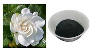 Gloryage Gardenia Paradis Pigment botanique naturel biologique Gp-Black le mieux classé pour les fournisseurs de sourcils - Product Image 2