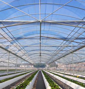 MYXL 配备排气扇湿帘番茄隧道温室带冷却系统 - Product Image 5