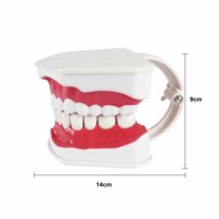 Modèle de dents de soins dentaires 2x Modèle de dents d'entraînement de la mâchoire inférieure mobile agrandie avec brosse