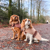Vêtements pour chiens Teckel personnalisés en gros : Manteaux, gilets ajustables et vestes d'hiver pour animaux de compagnie