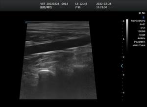 하이 퀄리티 저렴한 트롤리 초음파 기계 듀얼 스크린 초음파 진단 시스템 수의사 사용을위한 고급 수의사 초음파 - Product Image 4