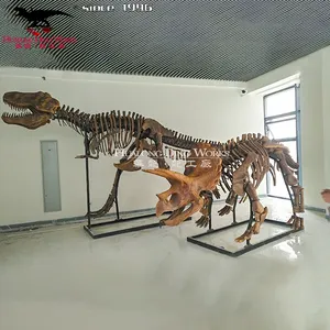 T-rex and Triceratops Dinosaur Skeleton fossil Replica