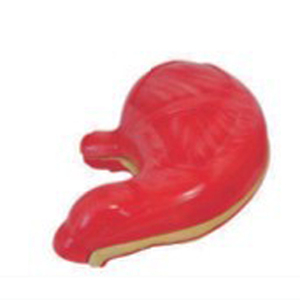 Anatomía de la vida Color 4 veces de alta calidad, el corazón y la sangre de los alvéolos transparente pulmón modelo médico - Product Image 6