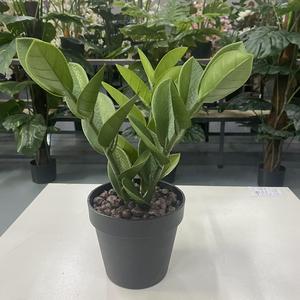 Piccola foglia artificiale di Zamioculcas Zamiifolia Bonsai per decorazione da tavola prodotto vegetale di qualità Premium - Product Image 4