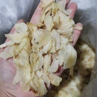 Bulbes de lys épais et de grande qualité, sélectionnés, pour soupes, bouillies et ingrédients naturels pour desserts - Vente en gros