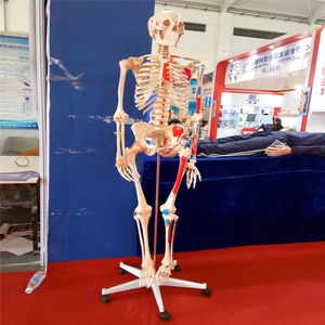 ADA-A1002 180cm PVC <strong>Full</strong> Body Model of Human Muscle Skeleton with Ligament for School Teaching in Medical Science - Product Image 5