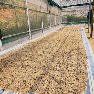 Granos de café verde Robusta al por mayor Premium Fine Robusta en proceso natural S16 Single Origin Buon Me Thuot Producto vietnamita - Product Image 5