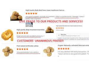 Cogumelo de cor de leão Hericium erinaceus grande de alta qualidade para montanhas profundas - Product Image 6