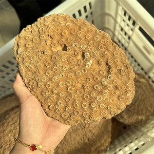 Đá Tự Nhiên Nguyên Bất Thường Pha Lê Khoáng Sản Bán Quý Chữa Bệnh Đá Hóa Thạch San Hô Để Bán - Product Image 2