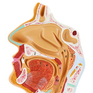 Modelo <span class=keywords><strong>de</strong></span> <span class=keywords><strong>garganta</strong></span> nasal Oral y Patología Nasal, modelo <span class=keywords><strong>de</strong></span> Anatomía <span class=keywords><strong>de</strong></span> <span class=keywords><strong>la</strong></span> cabeza, nasofaringe médica, faringe, boca, laringe y cavidad <span class=keywords><strong>de</strong></span> <span class=keywords><strong>la</strong></span> <span class=keywords><strong>garganta</strong></span> - Product Image 6