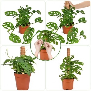 Poste de Musgo de 16 Pulgadas, Fibra de Coco, Productos para Jardín Interior, Soporte para Plantas Trepadoras, Poste de Musgo - Product Image 6