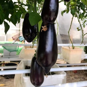 Système hydroponique intelligent à seaux hollandais pour la culture de poivrons/tomates/concombres/aubergines/melons <span class=keywords><strong>en</strong></span> serre - Product Image 6