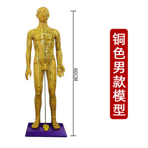 Acupoint <b>Model</b> Human Body Teaching 58cm60cm PVC Reusable Exhibit For Education - Product Image 5