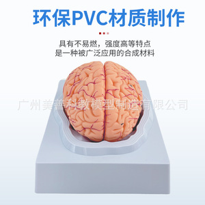 Modèle de cerveau humain, modèle de vaisseaux sanguins cérébraux, modèle d'anatomie du cerveau, modèle pédagogique médical de crâne humain (peut être démonté) - Product Image 1