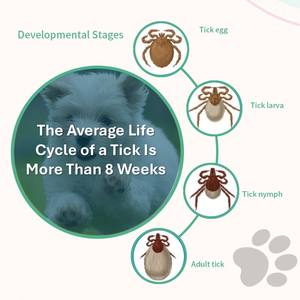 <span class=keywords><strong>Protection</strong></span> vermifuge longue durée contre les puces, efficacité de 12 semaines, administration toutes les 12 semaines, très palable, ultra-sûr, facile à administrer - Product Image 6