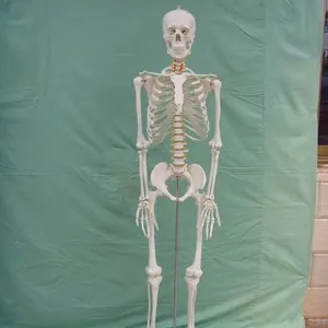 Squelette humain taille réelle 180 cm, modèle médical et modèle d'enseignement des sciences, formation à l'anatomie, modèle d'os en PVC