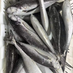 Pescado Caballa Congelado, Venta Caliente, Pescado Caballa Fresco <span class=keywords><strong>de</strong></span> Calidad, Pescado Arenque - Product Image 5