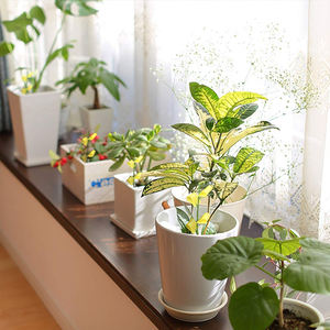 飞行昆虫粘性桩捕虫器桩捕捉贴纸植物真菌Gnat害虫陷阱 - Product Image 5