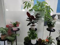 Plante artificielle Calathea en pot, style panier tressé, décoration tropicale sans entretien pour la maison, les bureaux, les entrées, les étagères, les bureaux et les hôtels
