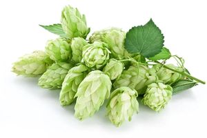 Bubuk Xanthohumol 3% 5% penjualan laris ekstrak bunga Hops ekstrak <span class=keywords><strong>Humulus</strong></span> lupus Xanthohumol ekstrak - Product Image 2