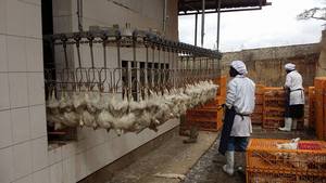 Plastic Poultry Transport Cage and Turnover Crate - Product Image 4
