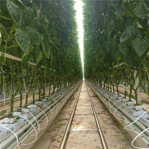 Bloc <span class=keywords><strong>de</strong></span> culture en <span class=keywords><strong>laine</strong></span> <span class=keywords><strong>de</strong></span> <span class=keywords><strong>roche</strong></span> hydroponique pour la culture hors-sol des plantes, culture hors-sol <span class=keywords><strong>de</strong></span> graines <span class=keywords><strong>de</strong></span> tomates - Product Image 4