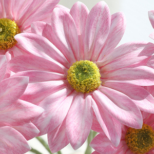 Fiori di Margherita Artificiali a 3 Teste, Realistici e Multicolore, per Centrotavola, Decorazioni Floreali per Matrimoni e Casa - Product Image 5