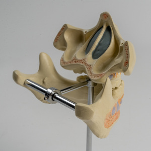 SCIEDU Dientes deciduos 2 piezas Modelo de <span class=keywords><strong>dentadura</strong></span> de anatomía humana Modelo de alternancia de dientes deciduos y permanentes - Product Image 4