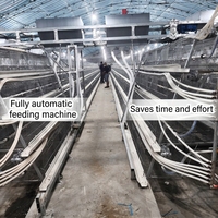 Cage d'élevage entièrement automatique pour poulettes, type A, conception libre, 500-2000, 3/4 niveaux, pour couvoirs