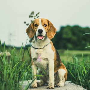 Pcs <b>Bag</b> Charm Clasp Oval <b>Key</b> <b>Ring</b> For La Bubu <b>Bag</b> Charm Carabiner Gold Keychain Clip <b>Bag</b> Charms Clip - Product Image 6