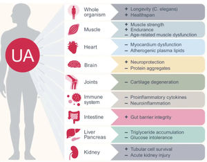 WELLBODY OEM/ODM Factory Supply Urolithin a Kapseln Leistungs starke NAD-Steigerung der Energie Gesunde Vitalität pflege für Erwachsene - Product Image 5