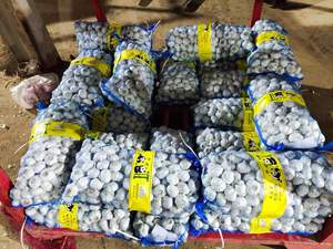 Compre ajo al por mayor de China, precio por kg (4,5 cm-6,5 cm/paquete en cartón/bolsa) para importación/exportación, recién llegados - Product Image 5