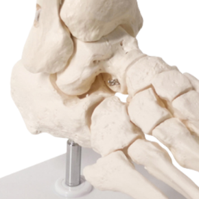 Modèle de squelette articulé du pied humain grandeur nature ADA, science médicale 1:1 avec partie du tibia et du fibula, modèle monté sur fil A109 - Product Image 3