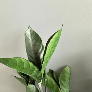 10ชิ้นขายส่งจริงสัมผัสธรรมชาติแห้งสีเขียวดอกไม้ที่เก็บรักษาใบ <span class=keywords><strong>Dracaena</strong></span> <span class=keywords><strong>sanderiana</strong></span> ใบไม้ Ruscus ตกแต่งงานแต่งงานคริสต์มาส - Product Image 3