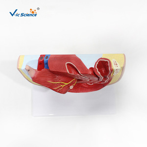 Modèle d'anatomie sagittale pelvienne féminine, modèle du système urogénital, modèle médical d'anatomie humaine en section sagittale médiane - Product Image 2