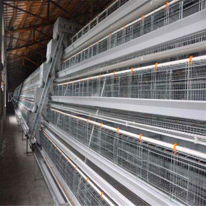 Profesyonel ar-ge ve üretim otomasyon ekipmanları katmanlı tavuk kafesi tavuk çiftliği için - Product Image 3