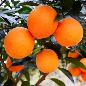 Huile essentielle d'orange <span class=keywords><strong>douce</strong></span> pour diffuseur d'aromathérapie-Peau d'agrume 100% pure naturelle pressée à froid - Product Image 1