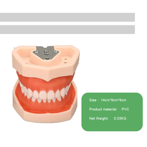Modelo de Enseñanza Dental Más Vendido, Modelo de Enseñanza Médica Estándar con 28 Dientes Removibles Atornillables, Oferta Especial - Product Image 3
