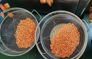 공장 직접 균사체 혼합 AHCC 비건 캡슐 꽃 버섯 추출물 면역식이 보조제