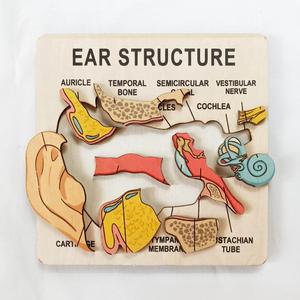 Rompecabezas de Madera de la Anatomía del Oído Humano, Tablero de Aprendizaje <span class=keywords><strong>Cognitivo</strong></span> para Educación Temprana, Herramienta de Enseñanza de Biología - Product Image 4