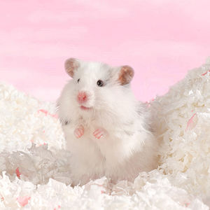 Couleurs vives, fournitures pour petits animaux - litière en papier et coton adaptée aux <span class=keywords><strong>hamsters</strong></span>, absorbante, désodorisante, fournitures décoratives pour animaux de compagnie - Product Image 2